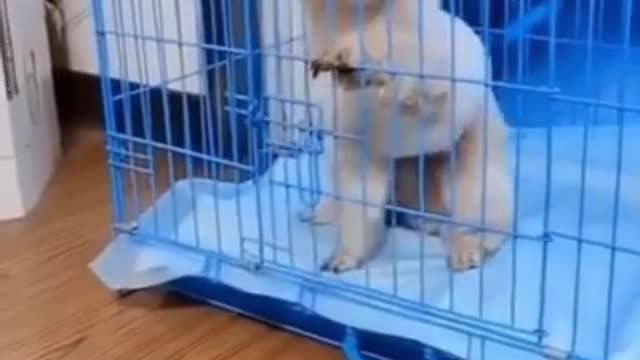 |funny Dog makes you happy|| pet animals fetch happiness#shorts