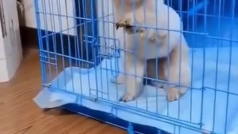 |funny Dog makes you happy|| pet animals fetch happiness#shorts