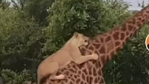 Animals go wiii
