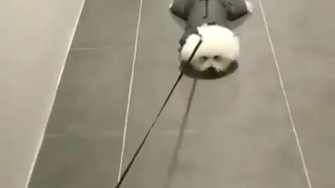 Dog chooses Sliding over walking