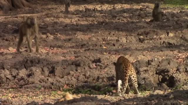 Leopard against a troop of baboons_Cut.mp4