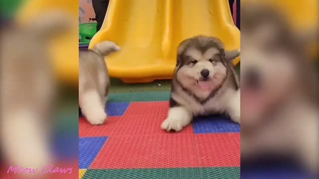 Dog Funniest Moments New Compilation 😍| Try Not To Laugh.