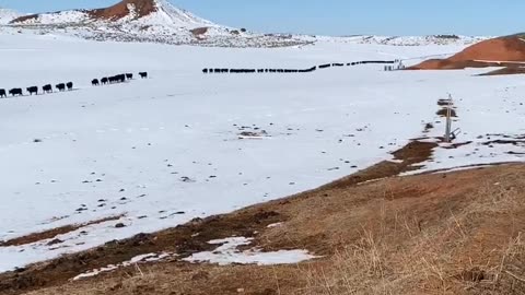 Single File Cows. Buy your meat at cartercountrymeats.com