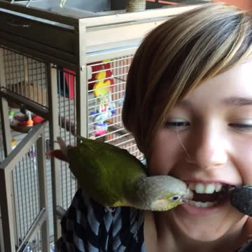 Bird Grooming Her Owner Steals A Loose Tooth