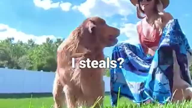 My Dog Stole My Camera!