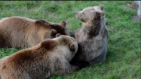 Bear suckled her cubs