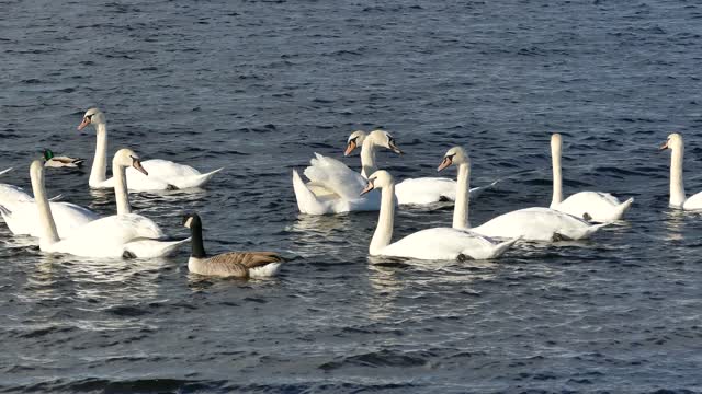 Ducks and floating geese.