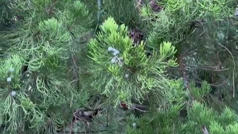 Do you know what grows on trees