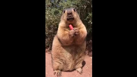 Carrot loving Groundhog