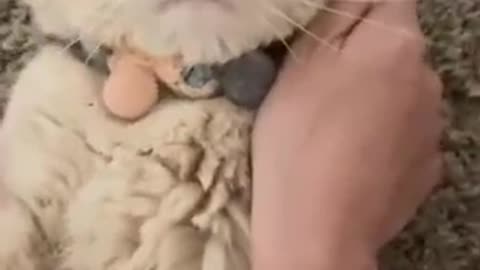 Cat funny video | cat viral video 2022