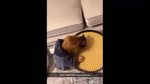 Hilarious Compilation of Funny Dog Videos