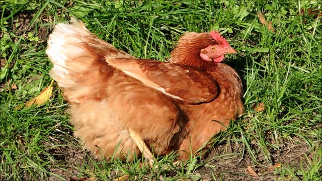 Mom Chicken Looking For A place To Put Her Eggs