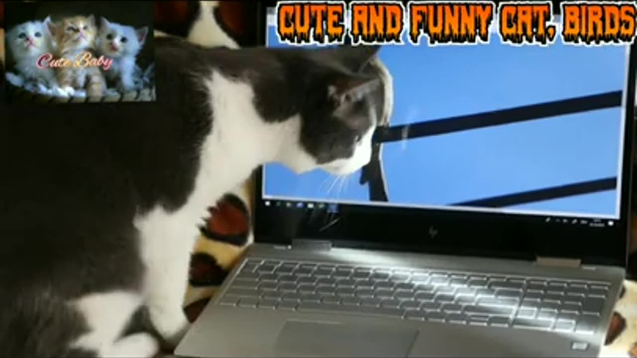 Hilarious Adventures of Funny Cats 😂 and Playful Birds Videos!