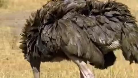 Ostrich life #viral #animal #ytshorts #shorts #ostrichbird #wildlife