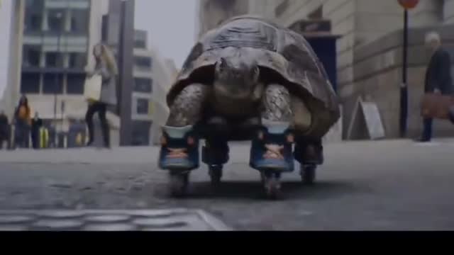 Who said tortoises are slow, let's take a look at the tortoise express