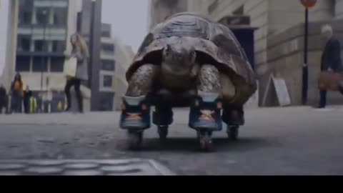 Who said tortoises are slow, let's take a look at the tortoise express