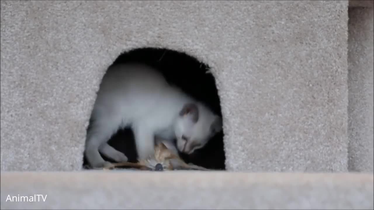 Siamese Kittens Playing - Cute Compilation - Super Cute Cats.