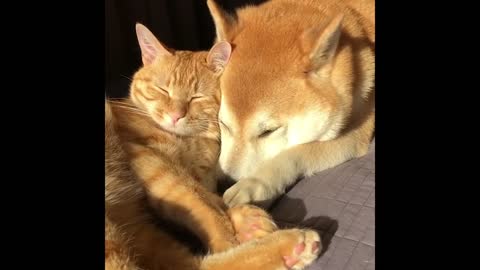 ANIMALS BEING BESTIES (PART I)