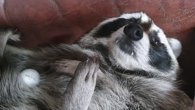 Raccoon is curious about the taste of golf ball.