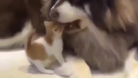 OMG 😱 cute cat 😱😍😘😘