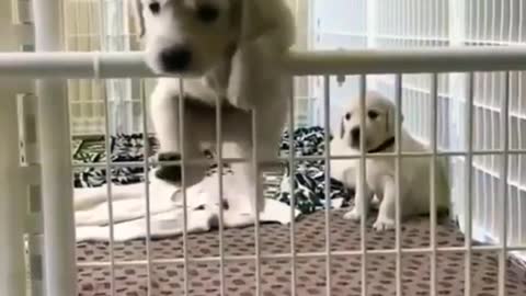 Cute Dog Stunt