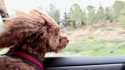 FUNNY DOG IN THE CAR