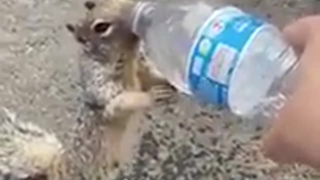 Squirrel asking for water