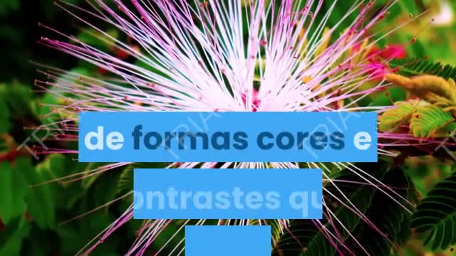 Apresentação do canal, chanel presentation