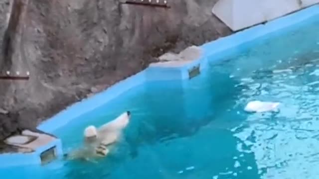 The polar bear