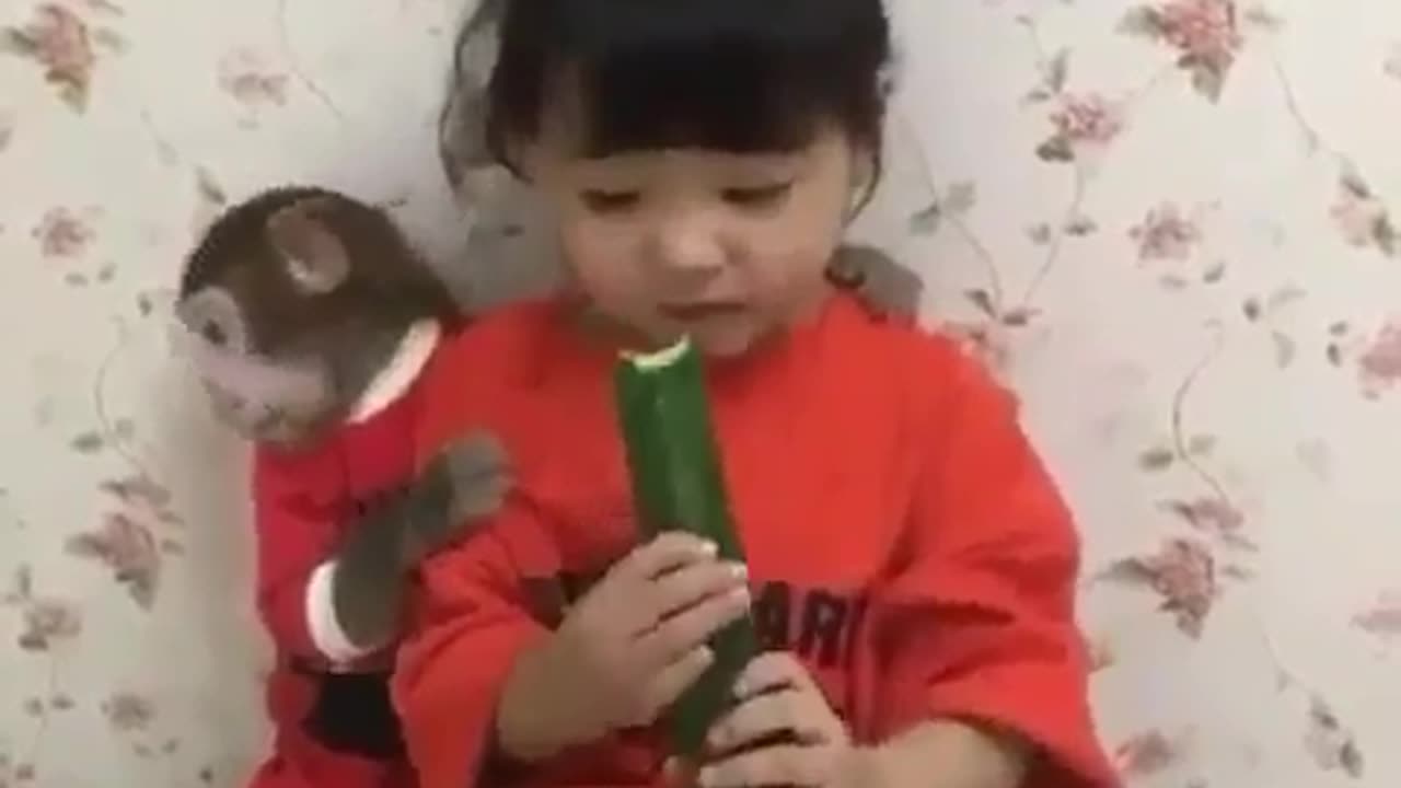 When Your Pet Monkey Wants Cucumber Badly