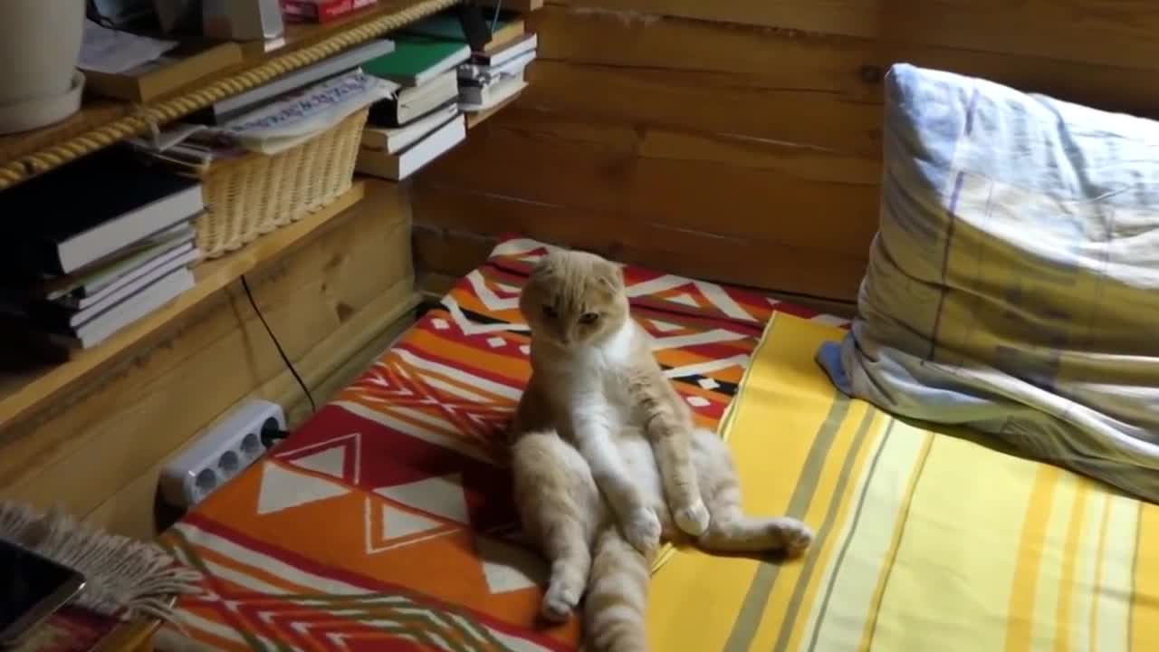 Cat Sits Like A Human