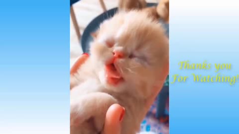 Baby Cute Cats.... Funny Cats