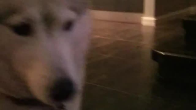 Husky watches wolves from Youtube