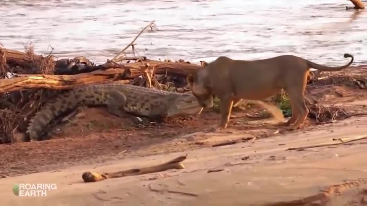 Fearless Lion Confronts Crocodile