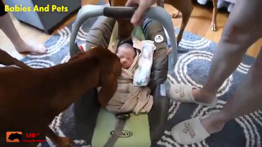 Funny Baby And Dogs Playing Together Cute Baby Video YouTube