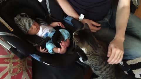 Cats Meeting Babies for the FIRST Time (Their reactions are amazing!)