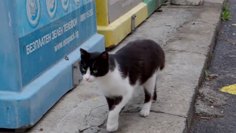 Baby Kitten By The Dumpster -- Waiting For Someone To Save It(720P_HD).mp4