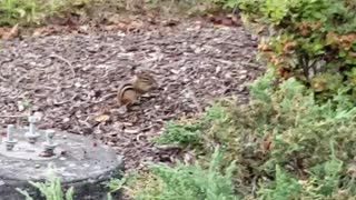 One of the chipmunks!