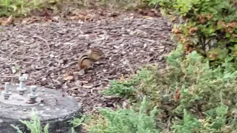 One of the chipmunks!