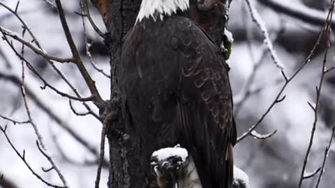 Majestic Bird