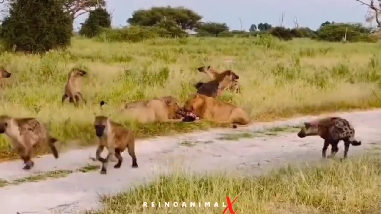 When the KING comes everyone runs away