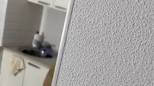 Two dogs were looking for something to eat when their owners weren't looking