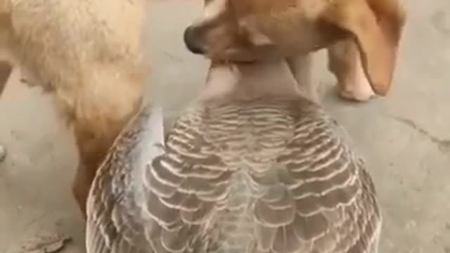 Dog And batakh(Duck) Are Still Best Friends Years After Meeting As Babies