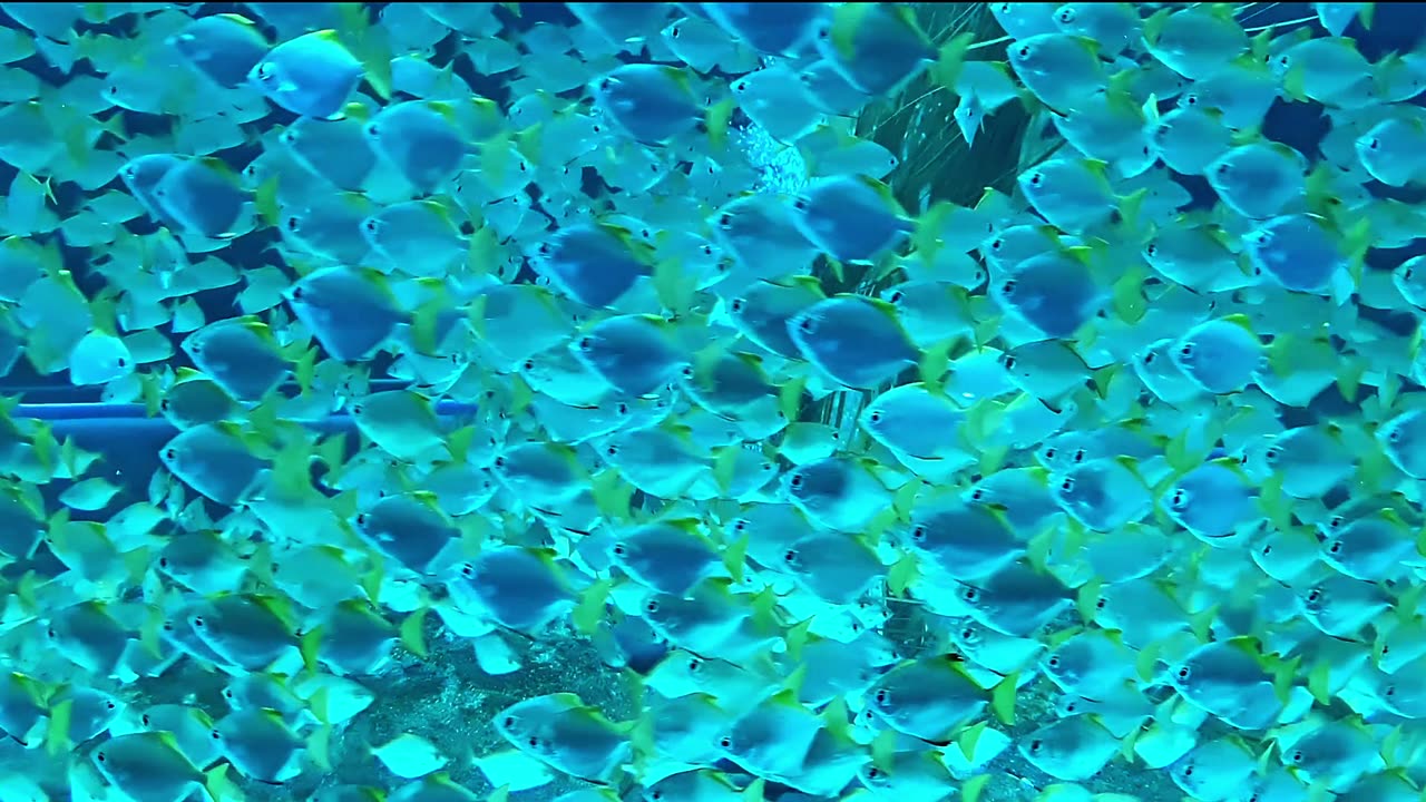 Fish underwater aquarium