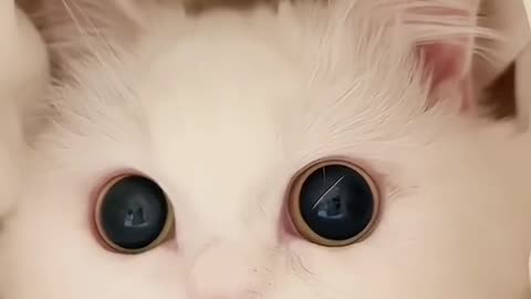 Cute Cat #1