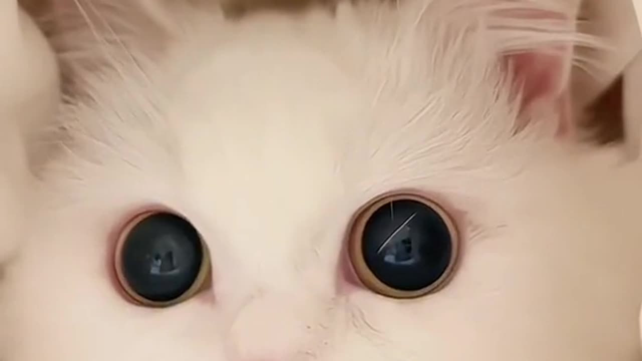 Cute Cat #1