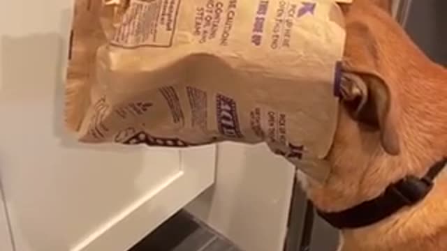 Dog got caught funny