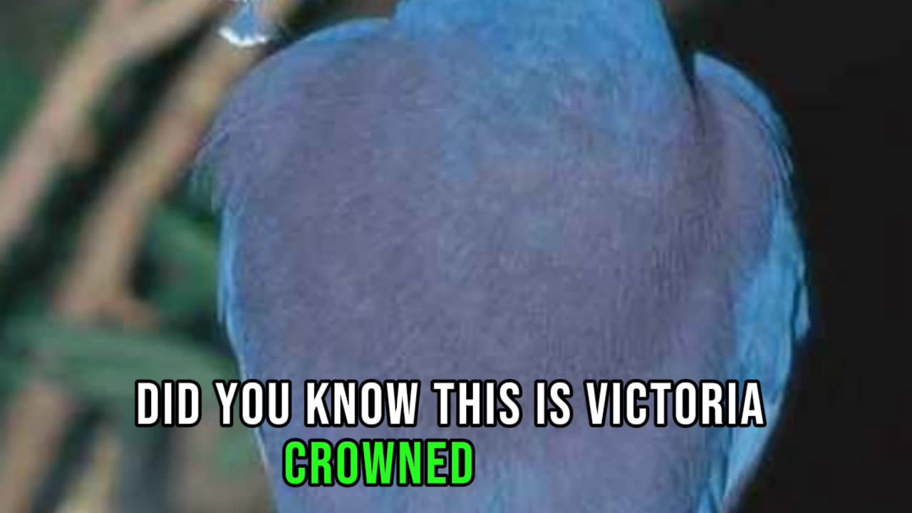 Victoria Crowned Pigeon: A Regal Avian Icon