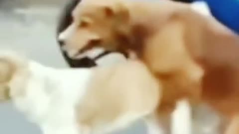Dog sex video 😍😍