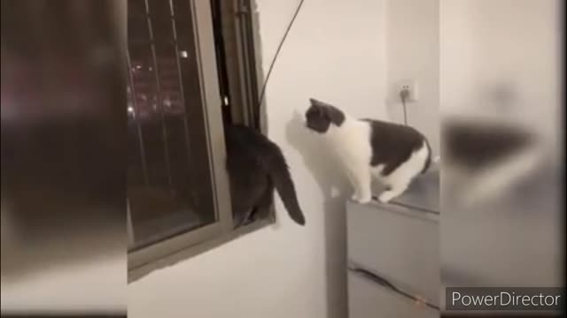 Funniest cats video 2022 #27